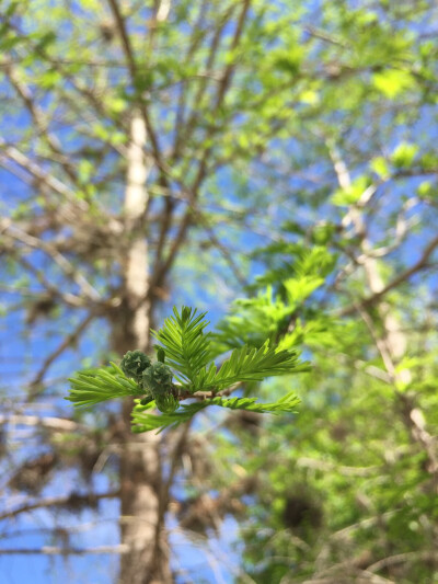 春芽