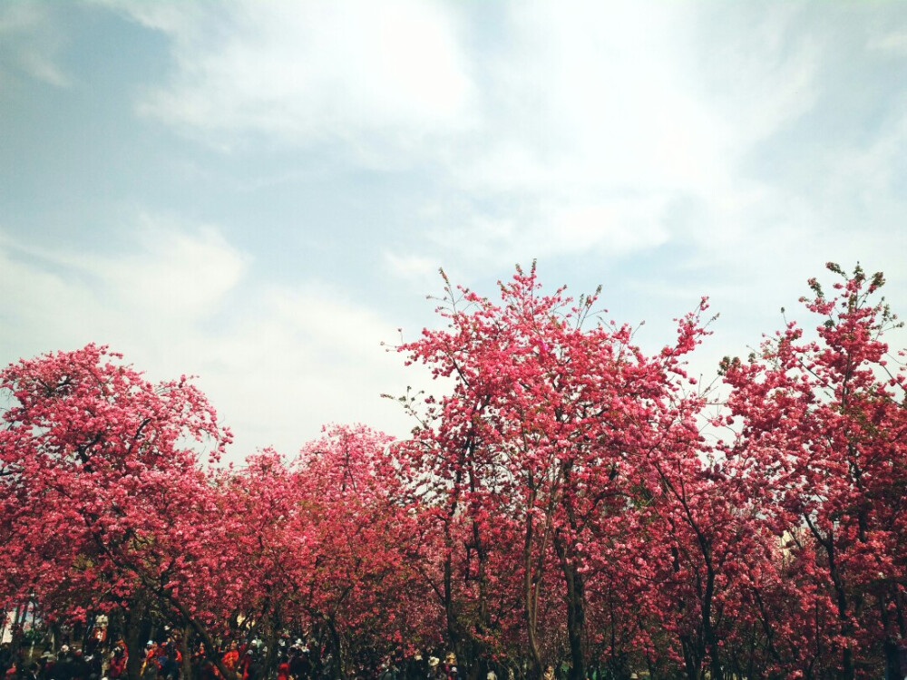 春城，圆通山，樱花