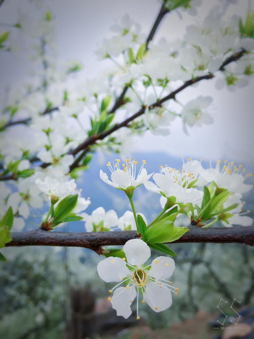 李子花