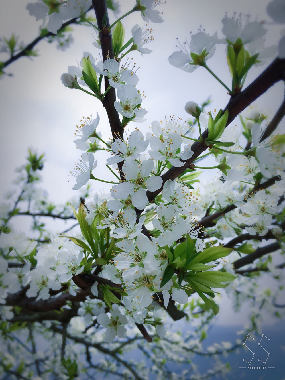 李子花