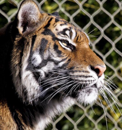  苏门达腊虎（学名：Panthera tigris ssp. sumatrae）是同类物种中体型最小的老虎，雄性体重100-150kg ，雌性体重75-100kg，脸部周围的颊毛较长，胡须也长，全身鹅黄色。苏门答腊虎拥有所有老虎中最暗的毛皮，它…