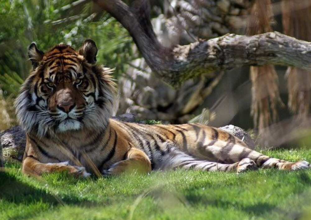  苏门达腊虎（学名：Panthera tigris ssp. sumatrae）是同类物种中体型最小的老虎，雄性体重100-150kg ，雌性体重75-100kg，脸部周围的颊毛较长，胡须也长，全身鹅黄色。苏门答腊虎拥有所有老虎中最暗的毛皮，它的黑色条纹显著，条纹之间的间隔很小，而且条纹常是一对对排列，前腿也有条纹。仅分布于印度尼西亚的苏门达腊岛。栖息的环境从平原森林到高山。仅存野生的苏门答腊虎大约有400-500只，主要是在印度尼西亚岛的五个国立公园。