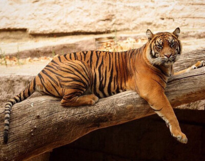  苏门达腊虎（学名：Panthera tigris ssp. sumatrae）是同类物种中体型最小的老虎，雄性体重100-150kg ，雌性体重75-100kg，脸部周围的颊毛较长，胡须也长，全身鹅黄色。苏门答腊虎拥有所有老虎中最暗的毛皮，它…