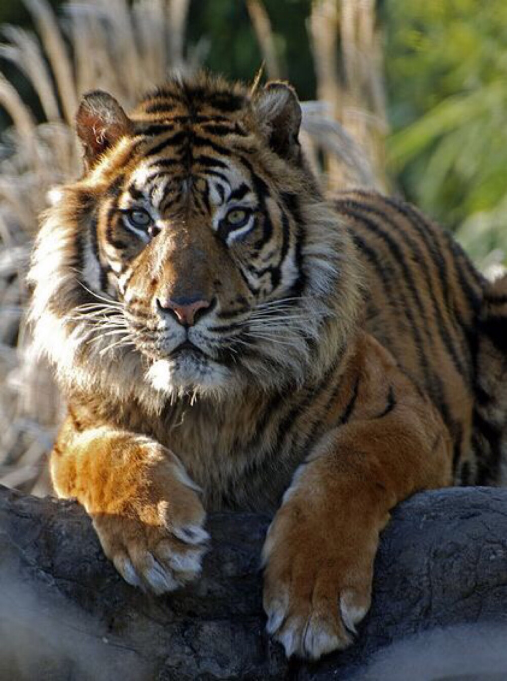  苏门达腊虎（学名：Panthera tigris ssp. sumatrae）是同类物种中体型最小的老虎，雄性体重100-150kg ，雌性体重75-100kg，脸部周围的颊毛较长，胡须也长，全身鹅黄色。苏门答腊虎拥有所有老虎中最暗的毛皮，它的黑色条纹显著，条纹之间的间隔很小，而且条纹常是一对对排列，前腿也有条纹。仅分布于印度尼西亚的苏门达腊岛。栖息的环境从平原森林到高山。仅存野生的苏门答腊虎大约有400-500只，主要是在印度尼西亚岛的五个国立公园。