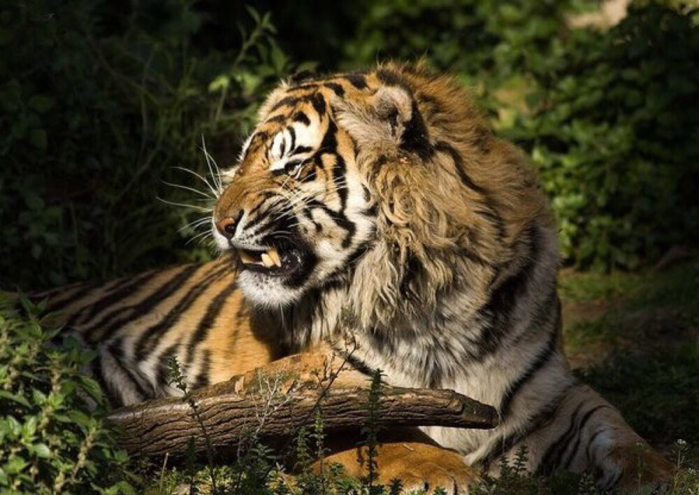  苏门达腊虎（学名：Panthera tigris ssp. sumatrae）是同类物种中体型最小的老虎，雄性体重100-150kg ，雌性体重75-100kg，脸部周围的颊毛较长，胡须也长，全身鹅黄色。苏门答腊虎拥有所有老虎中最暗的毛皮，它的黑色条纹显著，条纹之间的间隔很小，而且条纹常是一对对排列，前腿也有条纹。仅分布于印度尼西亚的苏门达腊岛。栖息的环境从平原森林到高山。仅存野生的苏门答腊虎大约有400-500只，主要是在印度尼西亚岛的五个国立公园。