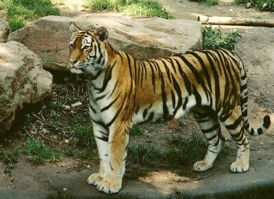  苏门达腊虎（学名：Panthera tigris ssp. sumatrae）是同类物种中体型最小的老虎，雄性体重100-150kg ，雌性体重75-100kg，脸部周围的颊毛较长，胡须也长，全身鹅黄色。苏门答腊虎拥有所有老虎中最暗的毛皮，它…