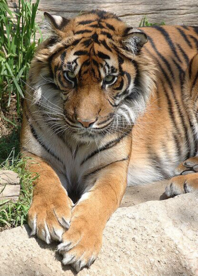  苏门达腊虎（学名：Panthera tigris ssp. sumatrae）是同类物种中体型最小的老虎，雄性体重100-150kg ，雌性体重75-100kg，脸部周围的颊毛较长，胡须也长，全身鹅黄色。苏门答腊虎拥有所有老虎中最暗的毛皮，它…