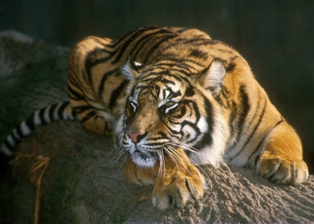  苏门达腊虎（学名：Panthera tigris ssp. sumatrae）是同类物种中体型最小的老虎，雄性体重100-150kg ，雌性体重75-100kg，脸部周围的颊毛较长，胡须也长，全身鹅黄色。苏门答腊虎拥有所有老虎中最暗的毛皮，它的黑色条纹显著，条纹之间的间隔很小，而且条纹常是一对对排列，前腿也有条纹。仅分布于印度尼西亚的苏门达腊岛。栖息的环境从平原森林到高山。仅存野生的苏门答腊虎大约有400-500只，主要是在印度尼西亚岛的五个国立公园。