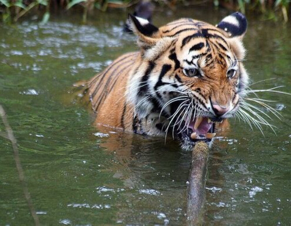  苏门达腊虎（学名：Panthera tigris ssp. sumatrae）是同类物种中体型最小的老虎，雄性体重100-150kg ，雌性体重75-100kg，脸部周围的颊毛较长，胡须也长，全身鹅黄色。苏门答腊虎拥有所有老虎中最暗的毛皮，它的黑色条纹显著，条纹之间的间隔很小，而且条纹常是一对对排列，前腿也有条纹。仅分布于印度尼西亚的苏门达腊岛。栖息的环境从平原森林到高山。仅存野生的苏门答腊虎大约有400-500只，主要是在印度尼西亚岛的五个国立公园。