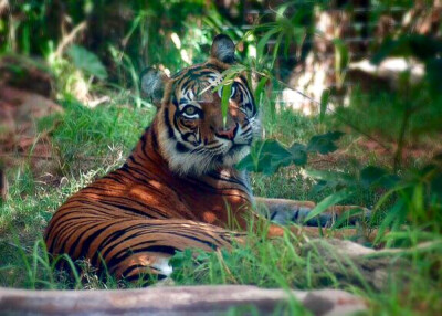  苏门达腊虎（学名：Panthera tigris ssp. sumatrae）是同类物种中体型最小的老虎，雄性体重100-150kg ，雌性体重75-100kg，脸部周围的颊毛较长，胡须也长，全身鹅黄色。苏门答腊虎拥有所有老虎中最暗的毛皮，它…