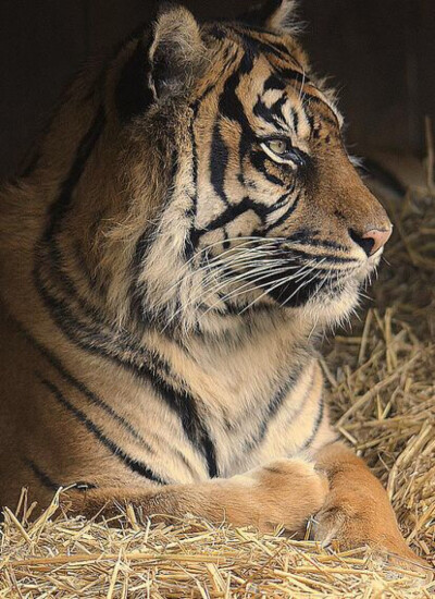  苏门达腊虎（学名：Panthera tigris ssp. sumatrae）是同类物种中体型最小的老虎，雄性体重100-150kg ，雌性体重75-100kg，脸部周围的颊毛较长，胡须也长，全身鹅黄色。苏门答腊虎拥有所有老虎中最暗的毛皮，它…