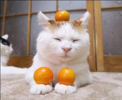 のせ猫 x しろときんかん 顶物猫X大白顶金橘 Cat and kumquat 2016#2L20160223 のせ猫 x
しろときんかん Cat and ...