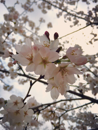 顾村公园樱花