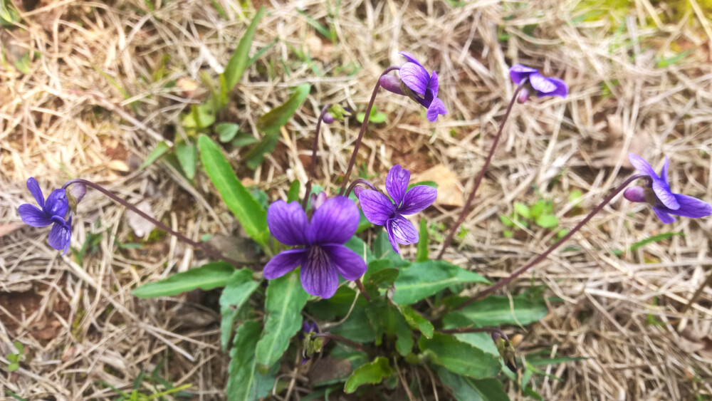 路边野花