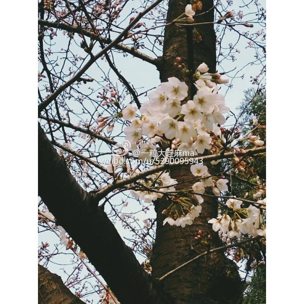 鸡鸣寺