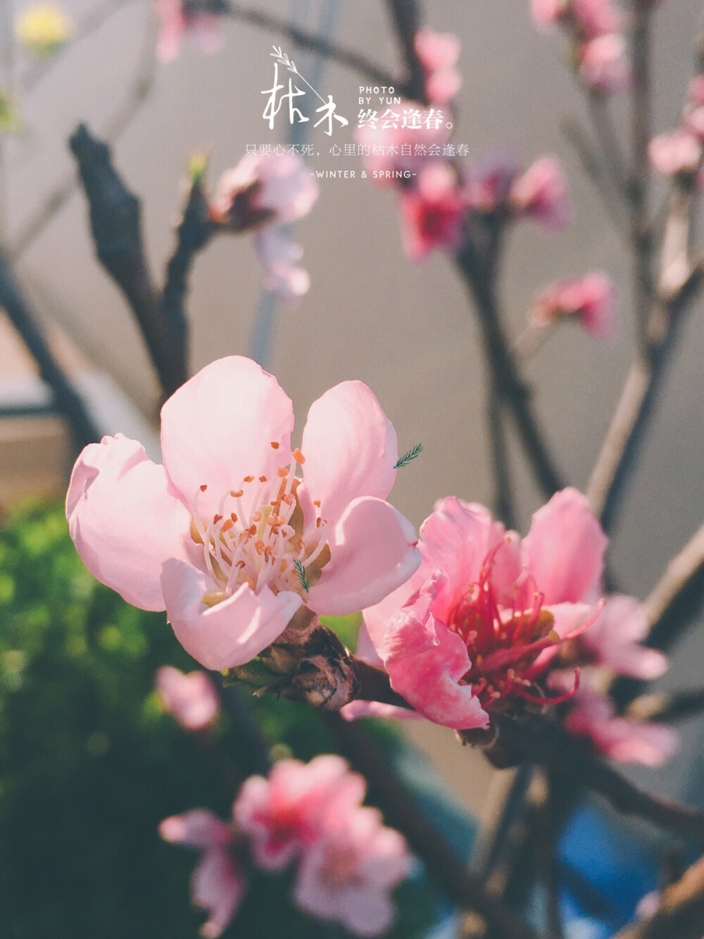 家里的桃花开了。