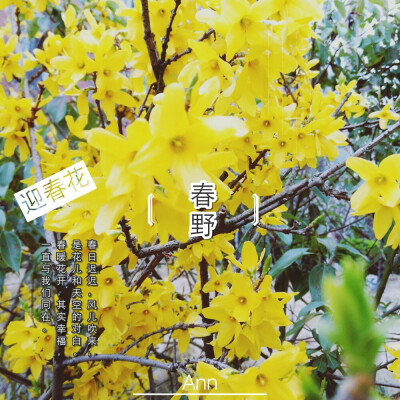 迎春花开了，也要谢了