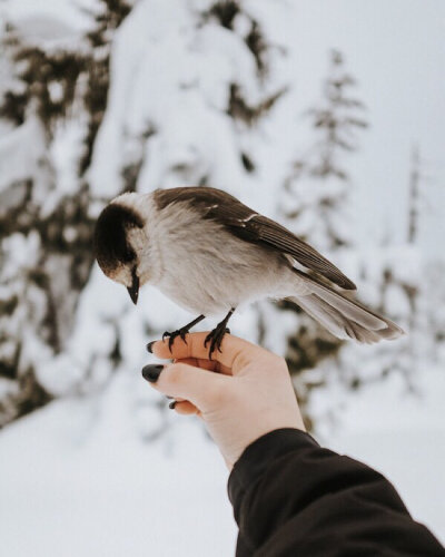 upknorth: More whiskey, Jack. #getoutdoors #upknorth
Alpine friends found on Elfin Lakes trail. Check the blog for more or
follow @hennygraphy for the full set. (at Elfin Lakes)