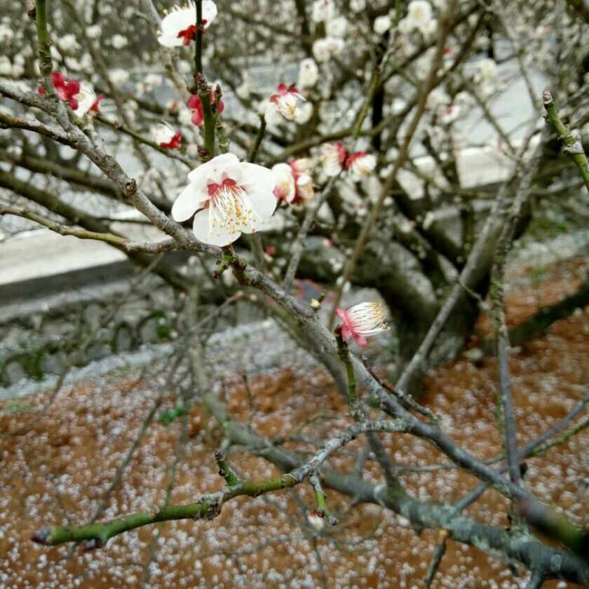 韶关南雄梅岭，傲骨梅无仰面花。