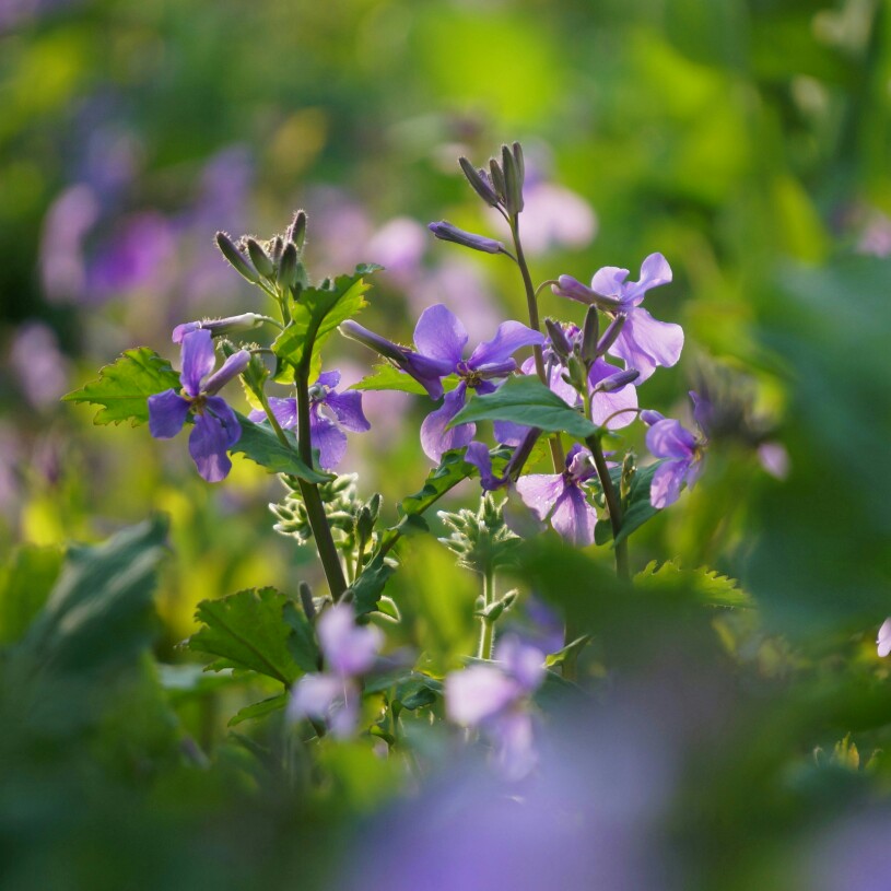 二月兰，又名诸葛菜。