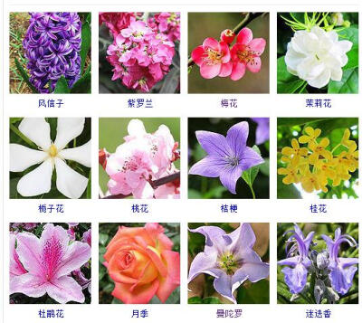 看图识花#常见的观赏花儿#风信子、紫罗兰、梅花、茉莉花、栀子花、桃花、桔梗、桂花、杜鹃花、月季花、曼陀罗、迷迭香。