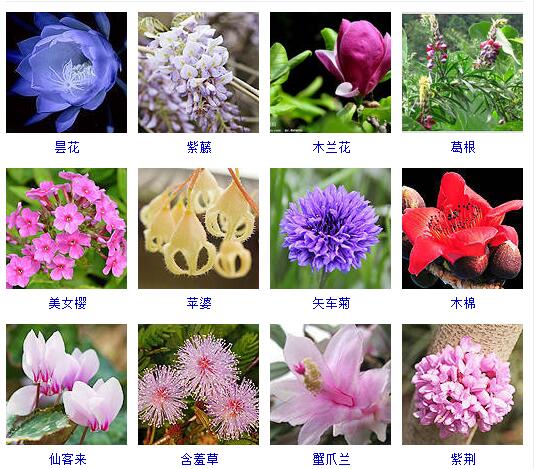 看图识花#常见的观赏花儿#昙花、紫藤花、玉兰花、葛根花、美女樱、苹婆、矢车菊、木棉花、仙客来、含羞草、蟹爪兰、紫荆