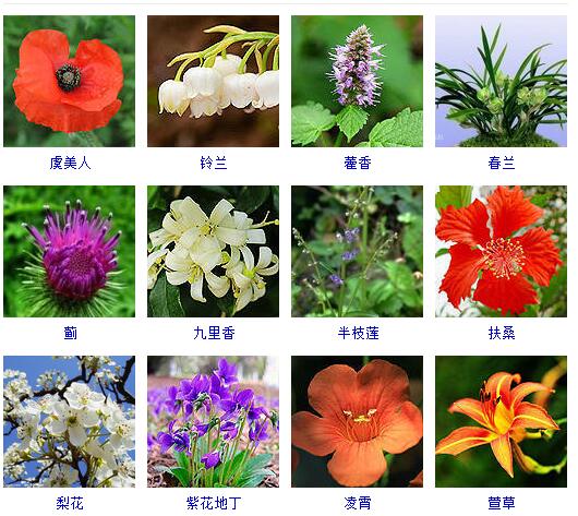 看图识花#常见的观赏花儿#虞美人、铃兰、藿香、春兰、蓟、九里香、半枝莲、扶桑花、梨花、紫花地丁、凌霄花、萱草