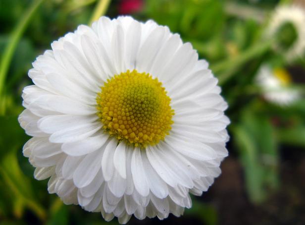 雏菊（学名：Bellis perennis L.），又名马头兰花、延命菊，春菊、太阳菊等。是菊科植物的一种，多年生草本植物。高10厘米左右。
雏菊原产于欧洲。原种被视为丛生的杂草，开花期在春季。
雏菊在能够渡夏的寒冷地区可以进行分枝繁殖。
早春开花，生气盎然，具有君子的风度和天真烂漫的风采，深得意大利人的喜爱，因而推举为国花。