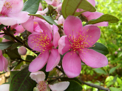 桃金娘（拉丁学名：Rhodomyrtus tomentosa），别名：哆尼、岗菍、山菍、多莲、当梨根、稔子树、豆稔、仲尼、乌肚子、桃舅娘、当泥，英文名：myrtle。
.桃金娘科、桃金娘属灌木，高可达2米；叶对生，革质，片椭圆形或倒卵形，花常单生，紫红色，萼管倒卵形，萼裂片近圆形，花瓣倒卵形，雄蕊红色，浆果卵状壶形，熟时紫黑色；花期4-5月。夏日花开，绚丽多彩，灿若红霞，边开花边结果。成熟果可食，也可酿酒，是鸟类的天然食源。用于园林绿化、生态环境建设、是山坡复绿、水土保持的常绿灌木。果可食用，全株供药用，有活血通络，收敛止泻，补虚止血的功效。