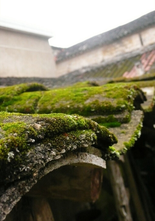 苔痕上阶绿，草色入帘青