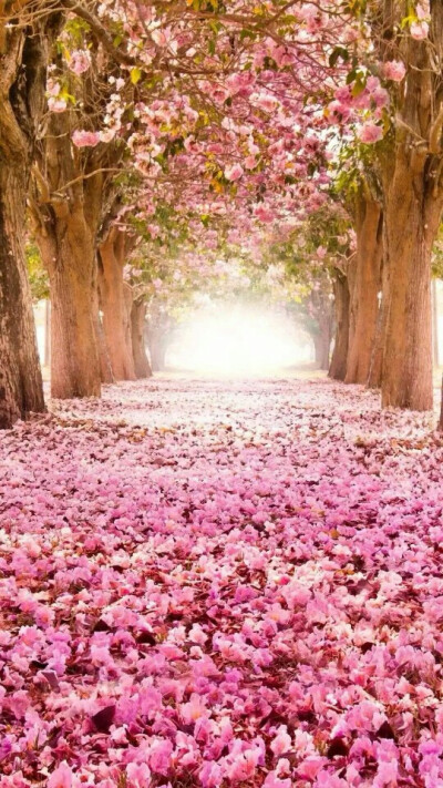  曾有人告诉我，花儿最美的时候，不是开得如火如荼时，而是即将死去，那一朵花细碎的花瓣凋零在空中，纷纷扬扬。