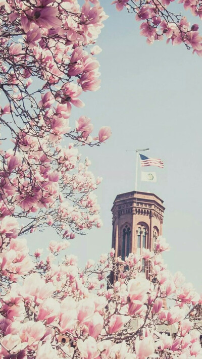 曾有人告诉我，花儿最美的时候，不是开得如火如荼时，而是即将死去，那一朵花细碎的花瓣凋零在空中，纷纷扬扬。