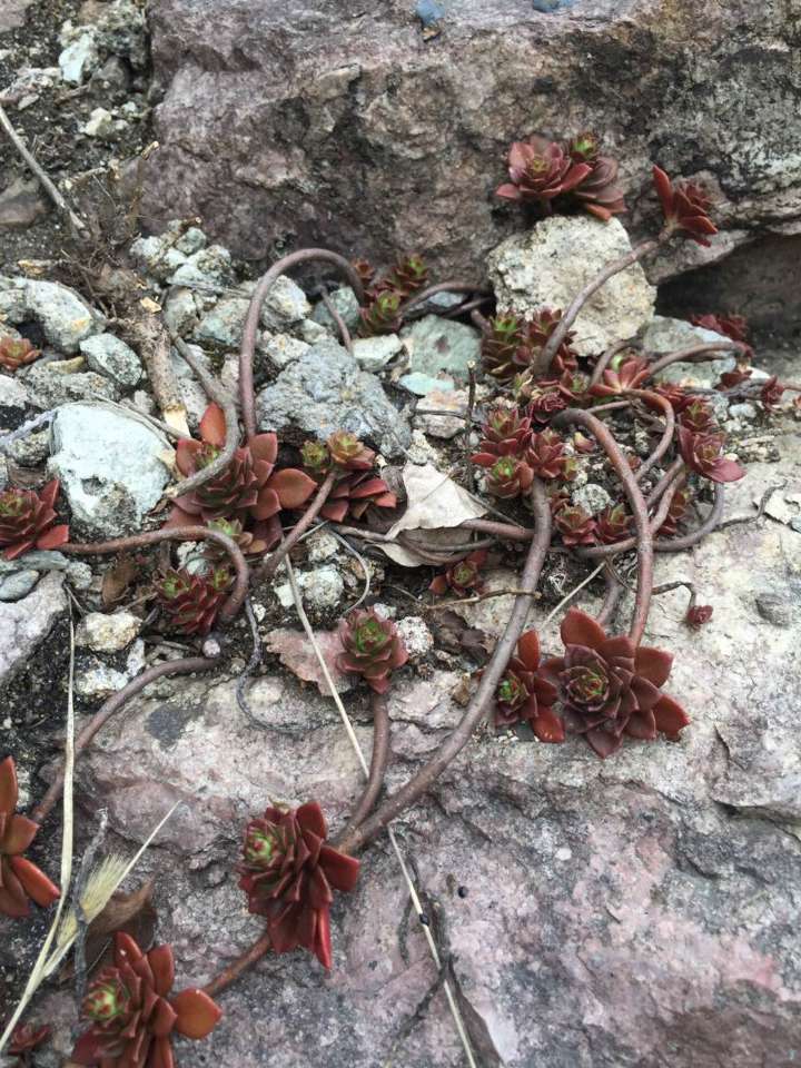 这是别人在大山里拍的，野生多肉，好好看啊好想要