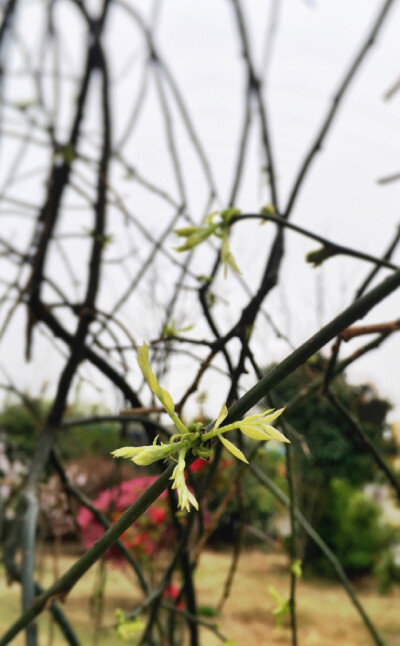 春意 新芽