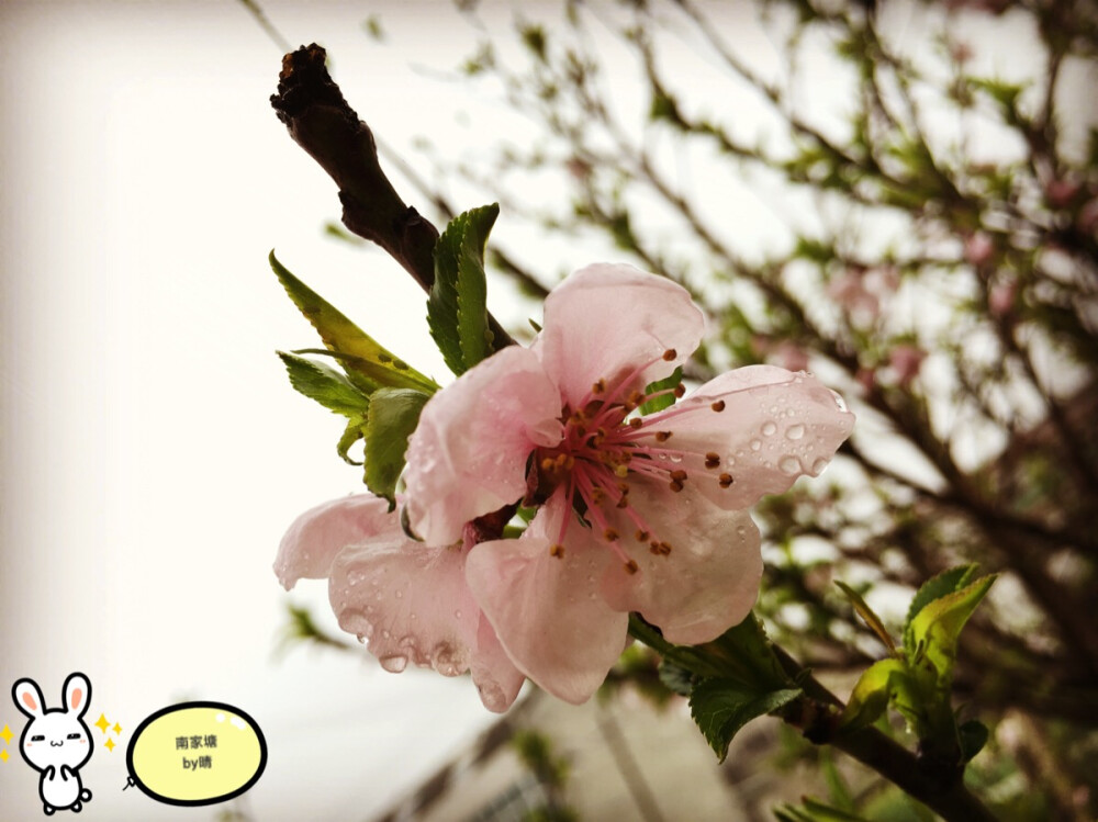 桃花。雨