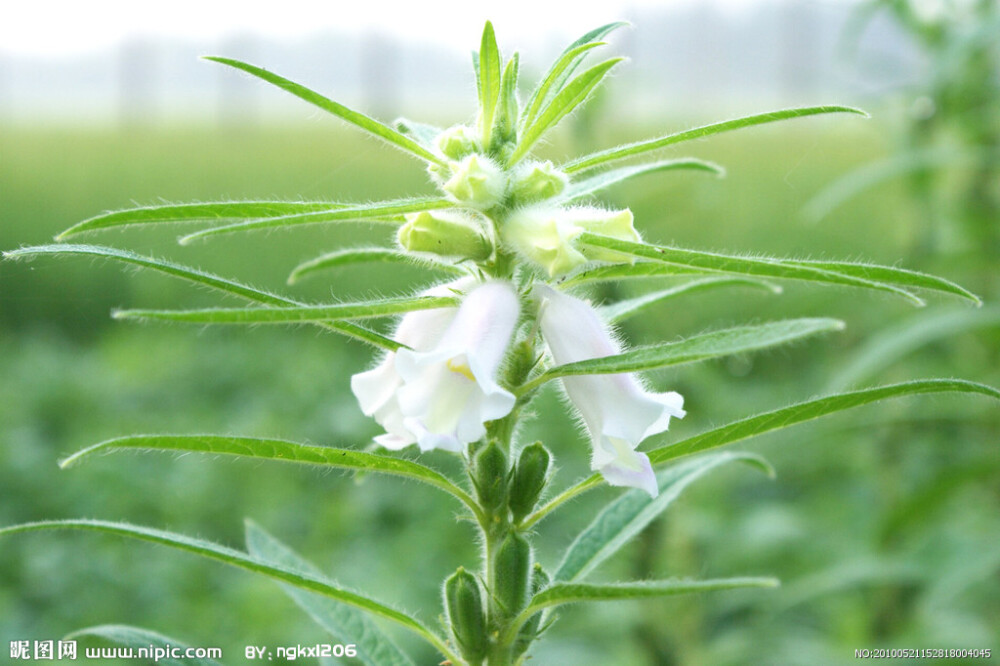 隨意草（Physostegia virginiana）別名芝麻花、假龍頭、囊萼花、棉鈴花、虎尾花、一品香。它是唇形科假龍頭花屬?；ㄕZ：情隨意動(dòng)，心隨情動(dòng)。 同屬種類：同有“龍頭花”之稱的還有玄參科的金魚草Antirrhinum majus，葉對(duì)生，披針形；頂生總狀花序，花冠二唇形，下唇隆起，花色多樣。形態(tài)特征：
具匍匐狀根莖，莖少分枝，稍四棱形，株高60~120cm。葉對(duì)生，闊披針形，先端銳尖，具鋸齒。頂生穗狀花序，花冠二唇形；紫紅、紅、粉至白色。如將小花推向一邊，不會(huì)復(fù)位，因而得名。