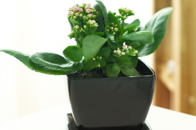 长寿花的花语：大吉大利、长命百岁、福寿吉庆。
长寿花（Kalanchoe blossfeldiana cv tom Thumb） 别名寿星花、假川莲、圣诞伽蓝菜、矮生伽蓝菜。属景天科，伽蓝菜属。一种多肉植物，由肥大、光亮的叶片形成的低矮株…