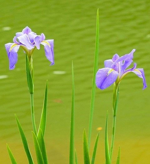 玉蝉花，花菖蒲