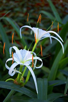 蜘蛛兰，水鬼蕉