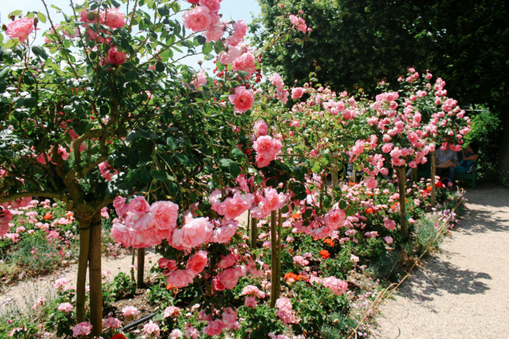 阳光与鲜花