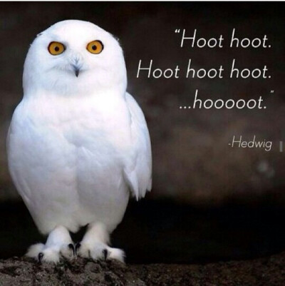 Hedwig