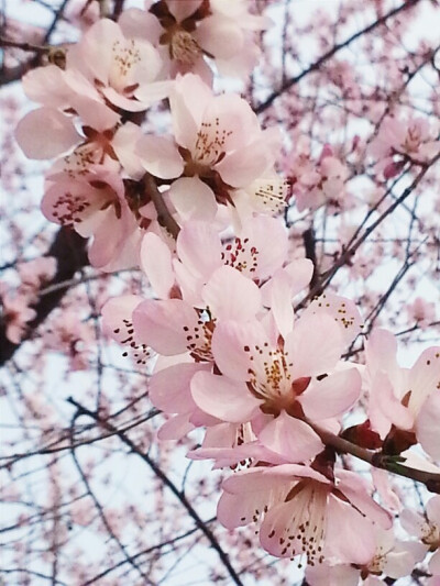 学校的花开了
再美却不及脑海里你的身影