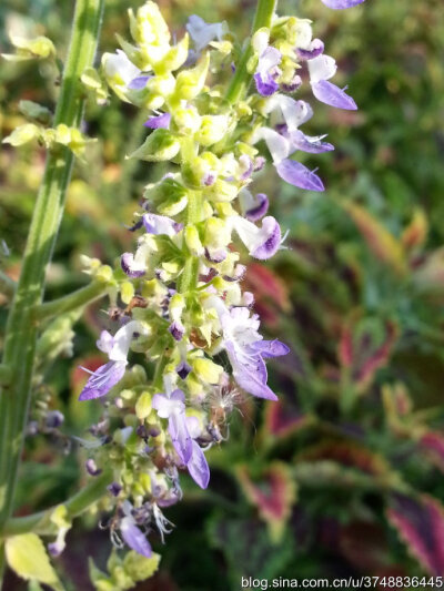 【石之若璞-花事-秋日觅花影】——老来少——彩叶草~
中文学名： 五彩苏~
拉丁学名：Coleus scutellarioides ~
别 称： 彩叶草,老来少,五色草,洋紫苏,锦紫苏~
管花目 Tubiflorae-马鞭草亚目 Verbenineae-唇形科…