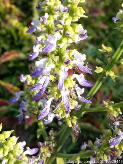 【石之若璞-花事-秋日觅花影】——老来少——彩叶草~
中文学名： 五彩苏~
拉丁学名：Coleus scutellarioides ~
别 称： 彩叶草,老来少,五色草,洋紫苏,锦紫苏~
管花目 Tubiflorae-马鞭草亚目 Verbenineae-唇形科…