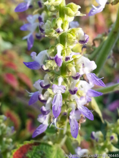 【石之若璞-花事-秋日觅花影】——老来少——彩叶草~
中文学名： 五彩苏~
拉丁学名：Coleus scutellarioides ~
别 称： 彩叶草,老来少,五色草,洋紫苏,锦紫苏~
管花目 Tubiflorae-马鞭草亚目 Verbenineae-唇形科…