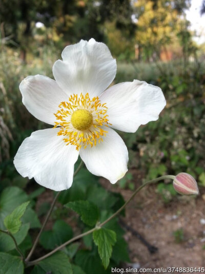 【石之若璞-花事-秋日觅花影】——清香的秋牡丹——再赏野棉花~