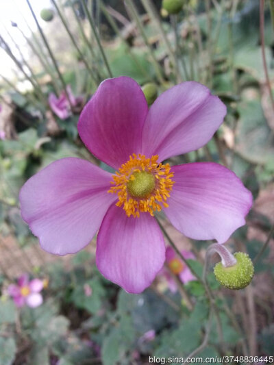 【石之若璞-花事-秋日觅花影】——清香的秋牡丹——再赏野棉花~