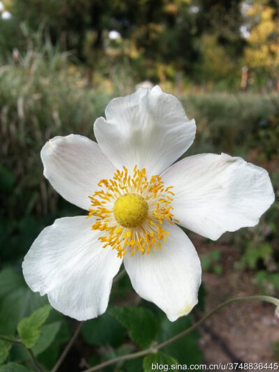 【石之若璞-花事-秋日觅花影】——清香的秋牡丹——再赏野棉花~