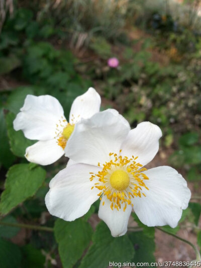 【石之若璞-花事-秋日觅花影】——清香的秋牡丹——再赏野棉花~