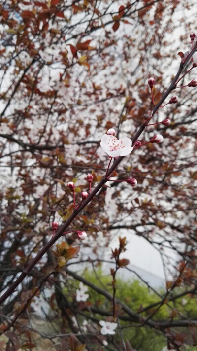 樱花树下